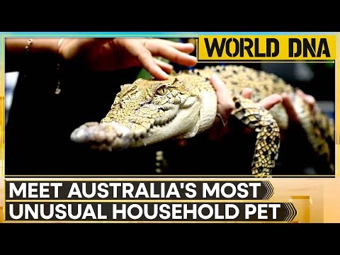 Saltwater Crocodiles Among Popular Animals; 60 Licensed Residents Keep Baby Crocodiles | World DNA