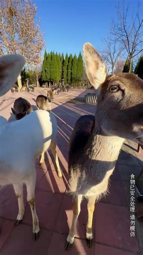 Please eat the deer in front, and there's a line in the back.
