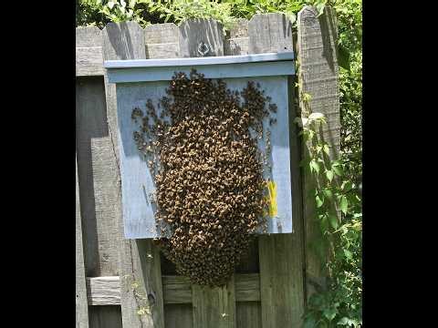 LUCKY 13 WINS AGAIN! BAIT HIVE #13 CATCHES THE FIRST SWARM OF 2026.