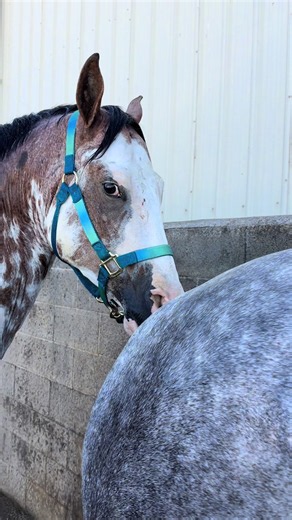 Getting their baths before we get them banded up and prepared for their shows #horseshow #HorseLife #barnlife