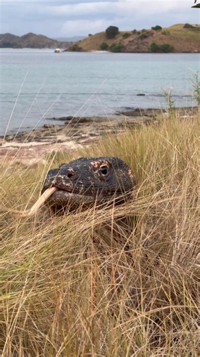 Komodo dragons camouflage themselves in the grasslands to hunt.