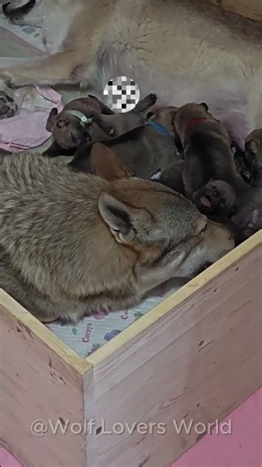 Wolf Parents Are Amazing at Raising Their Pups 🐺❤️ A Beautiful Family Bond #Shorts