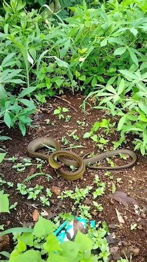 Moluccan Python Found Injured in Undergrowth
