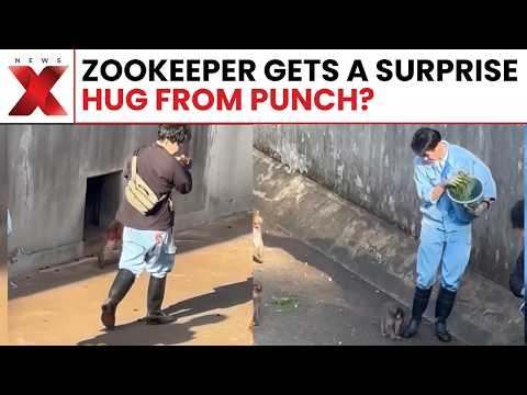 Heartwarming Moment! Zookeeper Surprised as Baby Monkey Punch Gives Adorable Hug! | NewsX