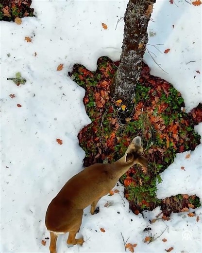 Ormanda sessiz yaşam | Karacalar dron kamerasında