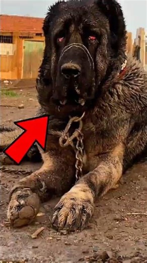 Top 3 Dogs STRONG Enough to Fight a Wolf