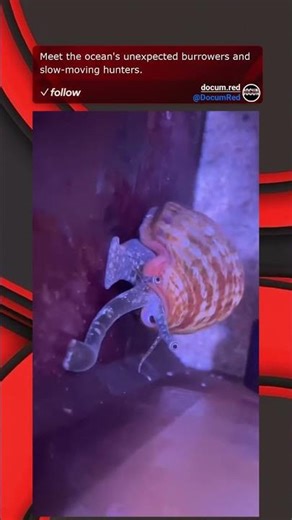 Meet the ocean's unexpected burrowers and slow-moving hunters.