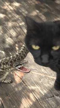 【ネコvsヘビの猛バトル】次々と猫パンチを繰り出す黒ネコと、大きく口を開けて威嚇し飛び跳ねるシマ模様のヘビ…激しい戦いの様子を別件取材中のカメラマンが思わず撮影＜北海道＞