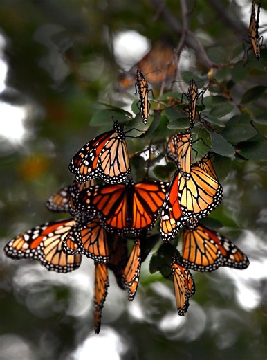 How you can help track monarch butterflies during their migration