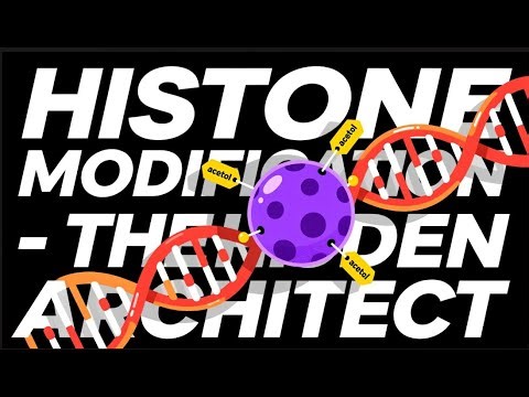 Histone Modification: The Hidden Architect