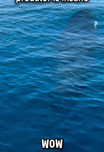 Imagine looking underwater and seeing an orca swimming right toward you… and STILL jumping in. 🌊 #Orca #KillerWhale #OceanLife #Wildlife #NatureVideo