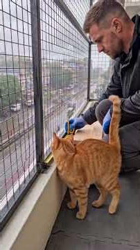 I Saved My Cat From This Dangerous Balcony 😭🐱 #DIY