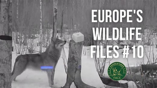 🐺 20,000 Wolves in Europe – The Surprising Facts About the Grey Wolf… | FACE - European Federation for Hunting and Conservation
