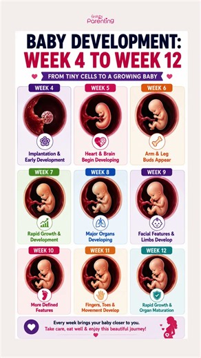 Fetal Development Week by Week 4–12 | Baby Development in the Womb