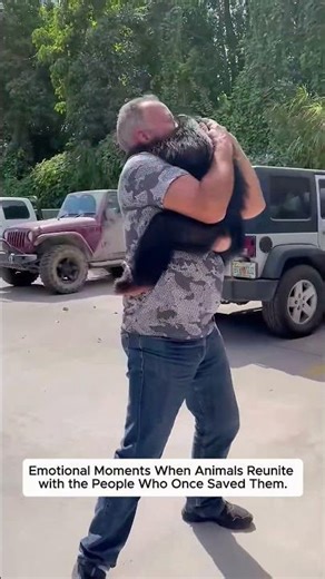 Emotional Moments When Animals Reunite with the People Who Once Saved Them...