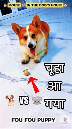चिंटू डॉग ने चूहा पकड़ा 😄 Cute dog's funny reactions 🐕 #funnydogs #dogvideos #dog