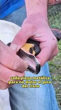 Rescuing a whooper swan with a fishhook stuck in its mouth.#animals #short #Friendship #Us
