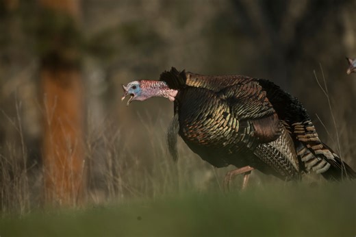 Turkey Calling Tips: The Ultimate Guide to Bringing a Gobbler in Close