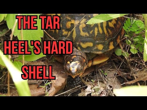 The Tar Heel's Hard Shell: Meet the Eastern Box Turtle