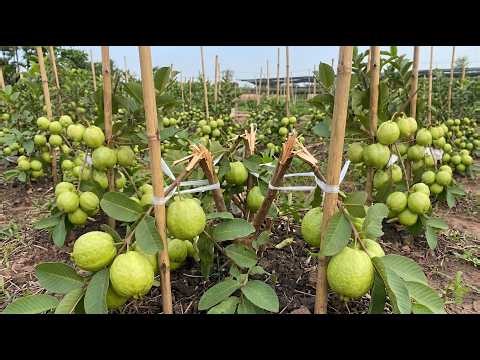 🍐Double Your Guava Trees Using This 3 Technique!🌱