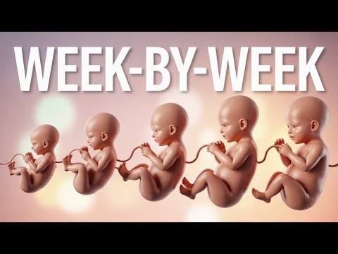 Pregnancy Week-By-Week Weeks3 - 12 Fetal Development