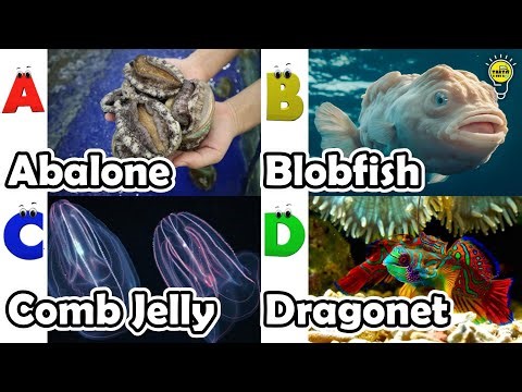 Learn Ocean Animal Names | ABC Sea Animals song | Most Popular Sea Creatures | Alphabets Kids Song