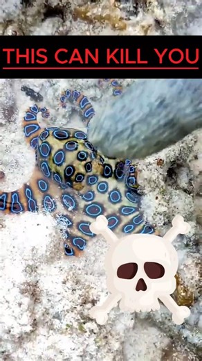 This Tiny Octopus Can Kill You #blueringedoctopus #dangerousanimals #animalfacts