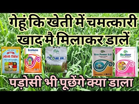 What is the benefit of applying which fertilizer in the second irrigation of wheat crop? Wheat crop