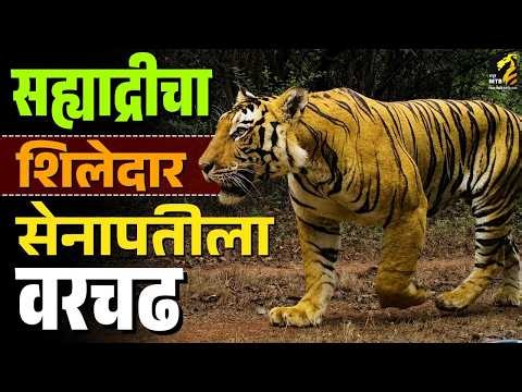 सेनापतीच्या हद्दीवर शिलेदारची मक्तेदारी | Sahyadri Tiger Sheledar | MahaMTB