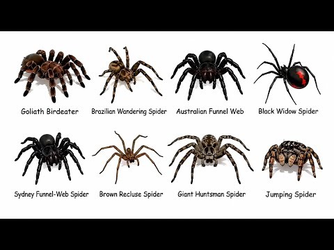 Every Type of Spider Explained In 6 Minutes