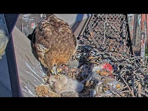 Three Red-tailed Hawk Chicks Get A Long Morning Feeding From Big Red | May 11, 2026