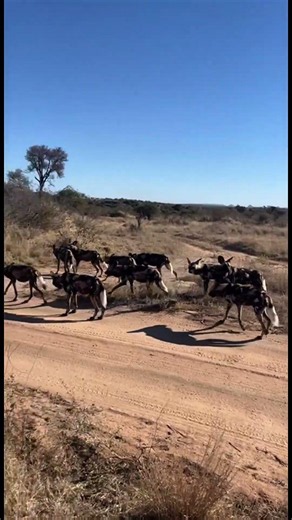 15 Wild Dogs On The Hunt — Still Searching For Prey! 🐾