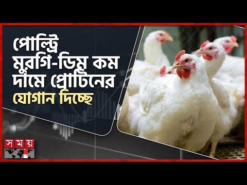 বড় ব্রয়লার মুরগিতে ভোক্তা-বিক্রেতা উভয়পক্ষই কীভাবে লাভবান হচ্ছে? | Broiler Chicken Farming | SomoyTV