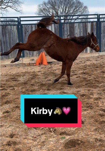 Kirby is nothing if not honest😂🐴 | Kirby