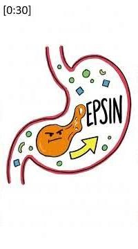 Why Doesn't Your Stomach Digest Itself?