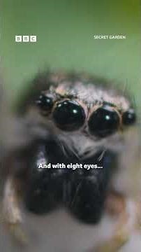 This jumping spider is your garden’s tiniest bouncer - BBC