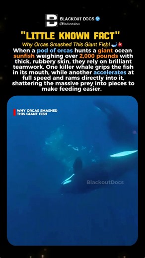 Orcas Smashed This Giant Fish #shorts