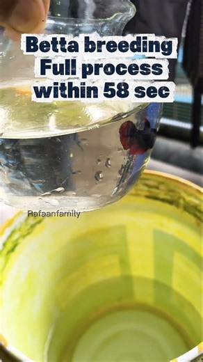 RAFAAN&ADAM on Instagram: "🐟Betta breeding full process..😊#bettafish #bettalover #bettafriesfood #bettacommunity #bettalife"