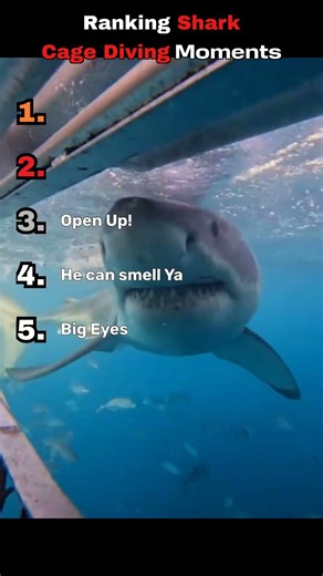 Ranking shark encounters from calm to TERRIFYING #sharks #wildlife #adrenaline