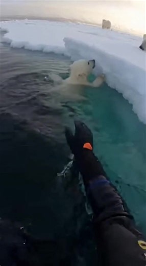 Heartwarming Polar Bear Rescue A diver helps a polar bear cub climb onto an ice floe. #fblifestyle #AI Generated using Kling AI . . . (For entertainment purposes only. Consult professionals if guidance on activities is presented. No brand affiliation is implied if any are shown. If inspired by true events, creative adaptations may be included. Content may include public footage.) | Fabiosa Belle