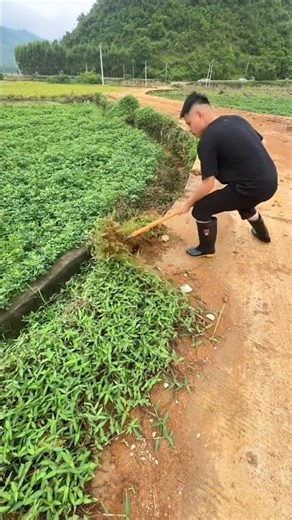 Clearing Overgrown Grass on Countryside Road | Amazing Farming Tool with farmer #tools #farming