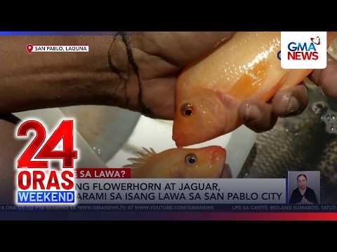 Invasive aquarium fish threaten native species in Laguna Lake | 24 Oras Weekend