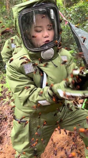 How to Handle Giant Hornets Safely #hornetnestremoval #wildliferescue #gianthornets