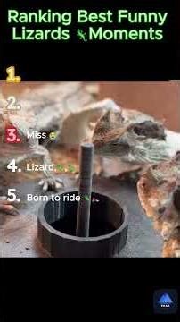 🦎 The Funniest Lizard Moments That Will Make You Cry Laughing 😂