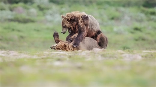 Heartwarming moment: Brown bears engage in playful wrestling match