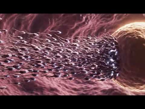 How a Human is Made: The Incredible Journey from Egg to Baby| Bio Anatomy Art | Gut Health