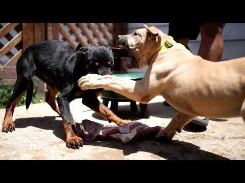 Dog Aggression 101 - Managing a Multi-Dog Household (Part 1)