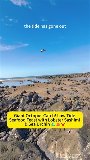 Giant Octopus Catch! Low Tide Seafood Feast with Lobster Sashimi & Sea Urchin 🌊🐙🦞 When the ocean tide goes out, it reveals a hidden world full of seafood waiting to be discovered. Today's adventure is all about low tide beach foraging, catching fresh ingredients straight from the sea and turning them into an incredible self-service seafood feast. The highlight of the day was a giant octopus hiding inside a rocky hole. Octopuses are masters of camouflage - they can change color and texture to 