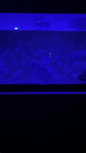 Stunning Glowing Axolotls: A Visual Delight