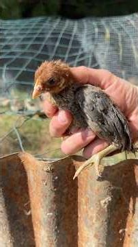 Building an outdoor chick brooder￼ #chickens #survival #homestead #freerange